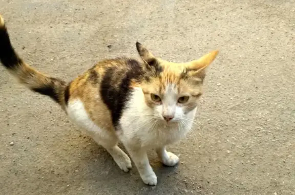 Найдена кошка на Республиканской улице, нужен хозяин.