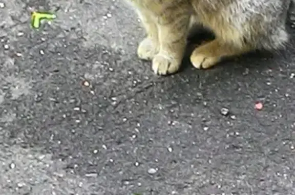 Найдена ручная серая кошка на Первомайской, Москва