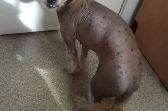 Найдена собака в Нижней Пресне, нужна медицинская помощь