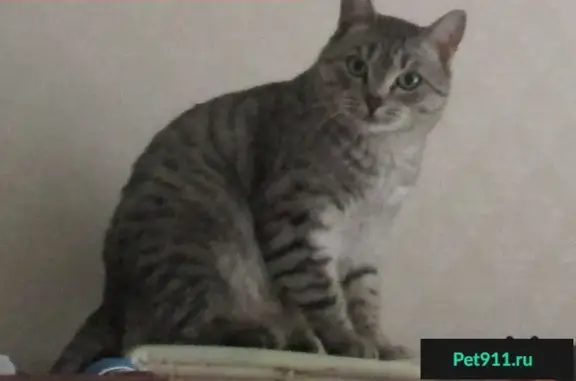 Пропала кошка с ул. Орджоникидзе, 27 в Новосибирске