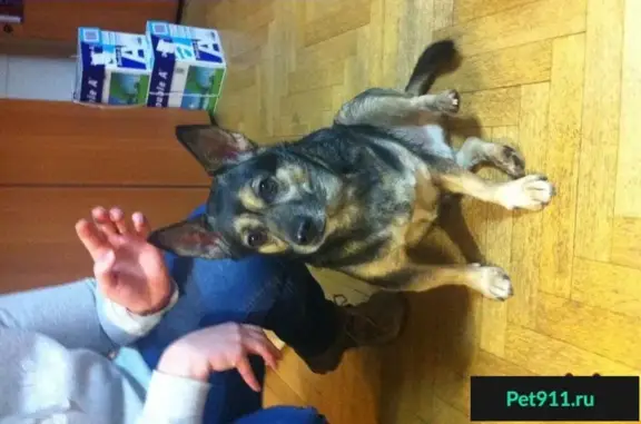 Собака найдена на Рязанском проспекте, Москва