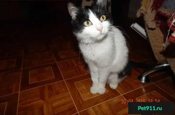 Пропала кошка в Евпатории, пр-кт Победы 27