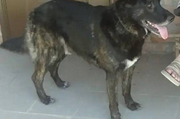 Пропала собака на 22 переулке в Таганроге