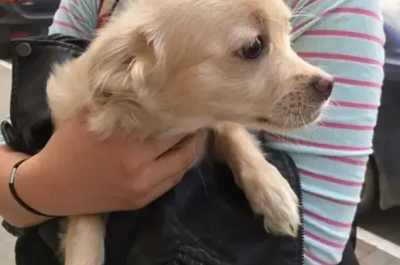Найдена собака на Анапском шоссе в Новороссийске