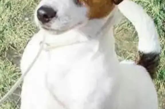 Собаки потеряшки, Кузедеево, фото: Потеряшка собака в Кузедеево, Новокузнецкий район