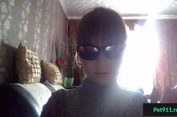 Собаки потеряшки, поселок Самородки, фото: Потеряшка собака в поселке Самородки, Ульяновская область