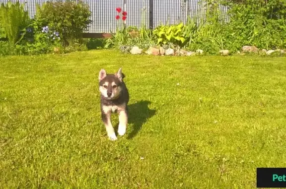 Найден щенок хаски в Наро-Фоминске