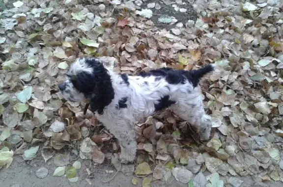 Пропала собака американского кокер-спаниеля в Волгограде