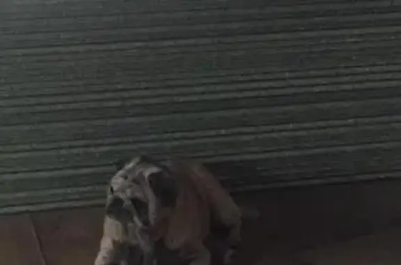 Найдена собака в Гатчинском районе Ленобласти