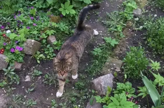 Найден кот в Крупском: кастрирован, скучает! (Тверь)