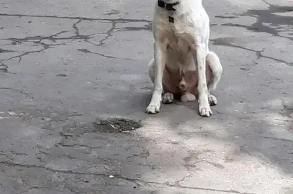 Собака найдена в Кузьминках, белая с коричневыми пятнами.