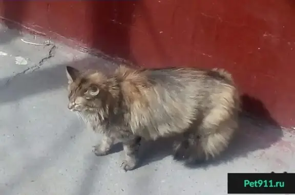 Найдена домашняя кошка в Северном Бутово, ул. Знаменские Садки, 1к1