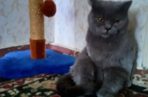 Пропал кот Бархан на ул. Мечникова