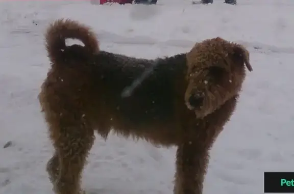 Пропала собака в Востряково, помогите найти!