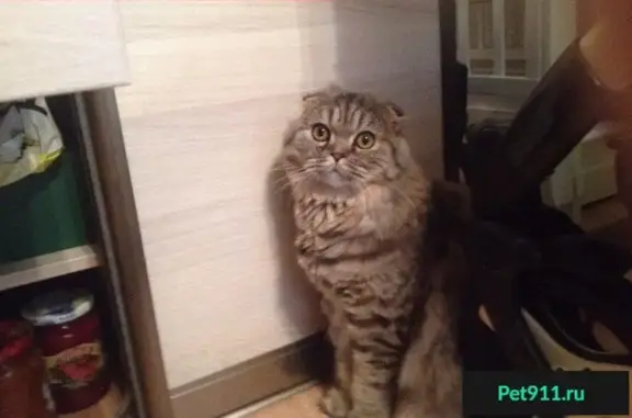 Кошки потеряшки, Аннинское, фото: Потеряшка кошка в деревне Алакюля, Ломоносовский р-н.