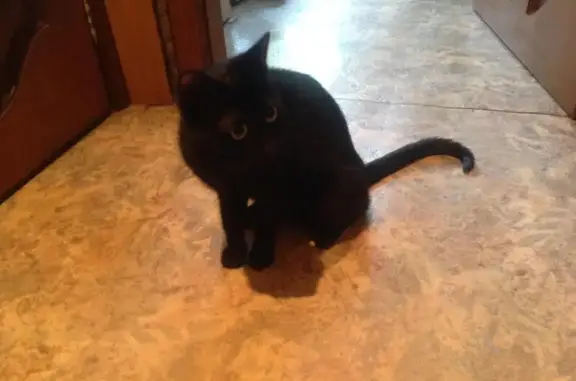 Найдена черная кошка на ул. Толбухина, Москва