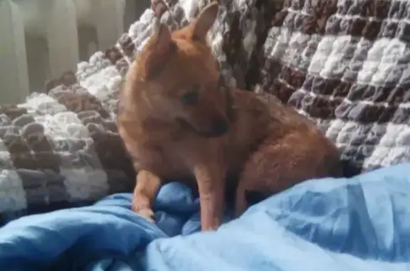 Найдена собака в Подольске возле бассейна
