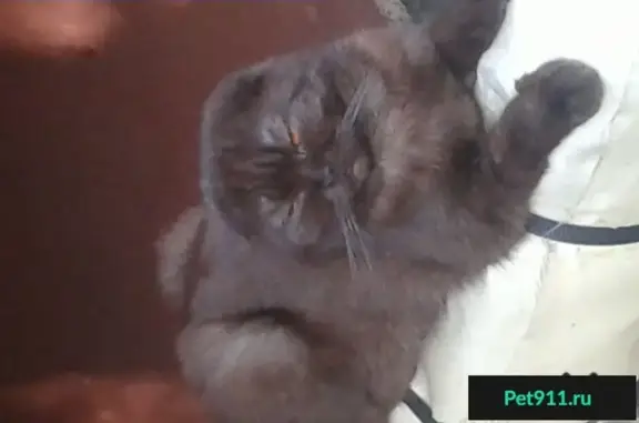 Найден коричневый кот на ул. Кирова, Омск.