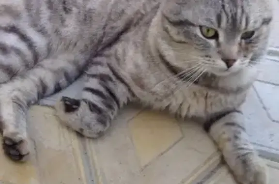 Кошки потеряшки, Цибанобалка, фото: Потеряшка кошка Киндер в Цибанобалке, вознаграждение 5000 гарантирую!