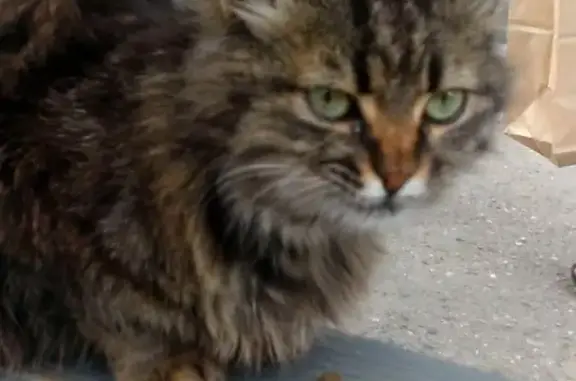 Найдена кошка на улице Северная в Краснодаре