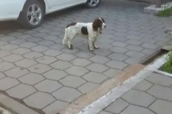 Найдена собака на ул. Гвардейская, 56