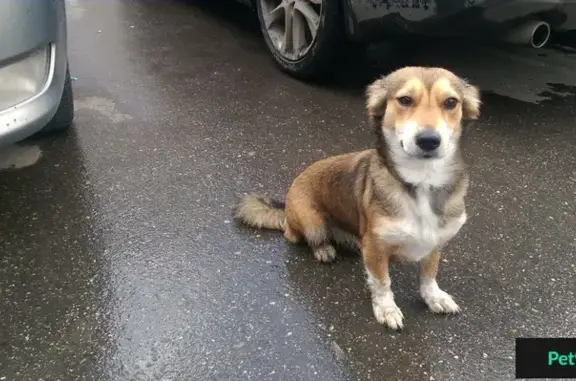 Найдена собака на пр. Героев, около магазина 