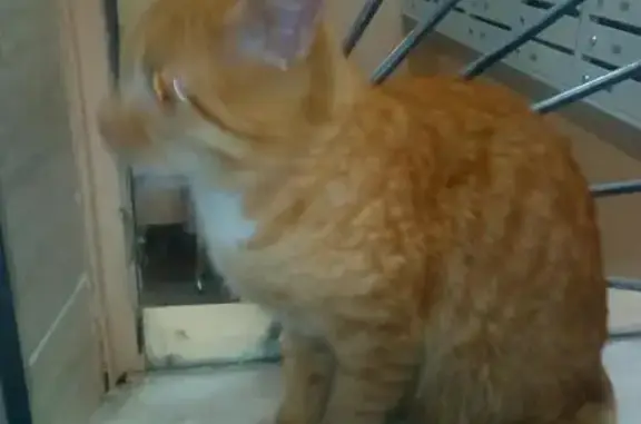 Найдена рыжая кошка в Зеленограде, к1549