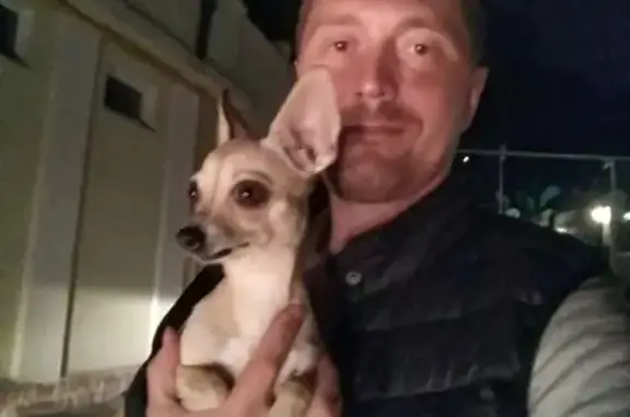 Найдена собака в Сочи