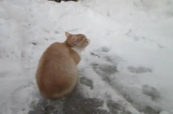 Пропала кошка Бася на ул. Щеткина, г. Шадринск.