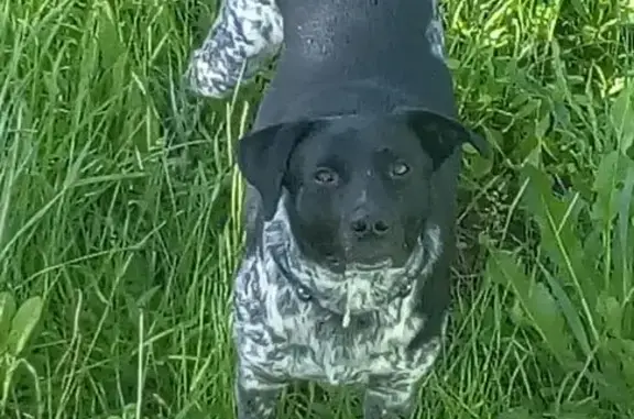 Найдена большая собака с синим ошейником в Севастополе