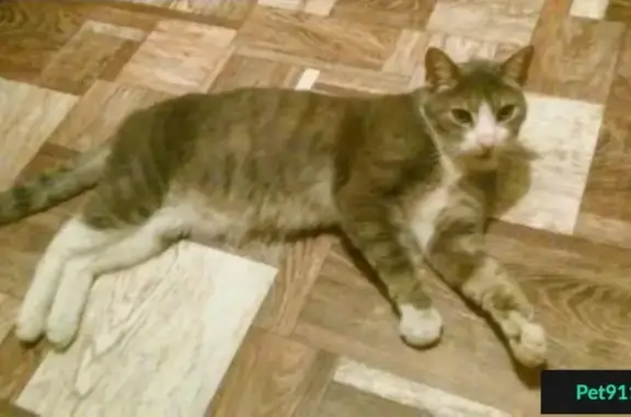 Найден серый котик на Купчинской