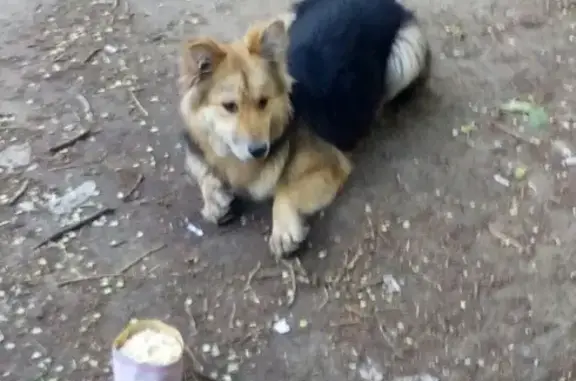 Найдена домашняя собака на Проспекте Ленина (Н. Новгород)