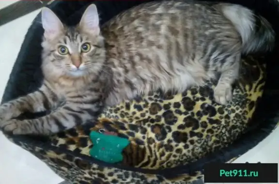 Пропала кошка Стеша в Сергиевом Посаде