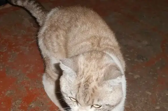 Найден кот в Дёмском районе Уфы