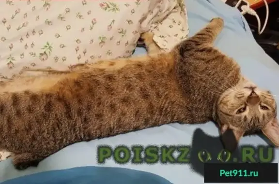 Кошки потеряшки, СНТ Юность, фото: Потеряшка кот в СТ 