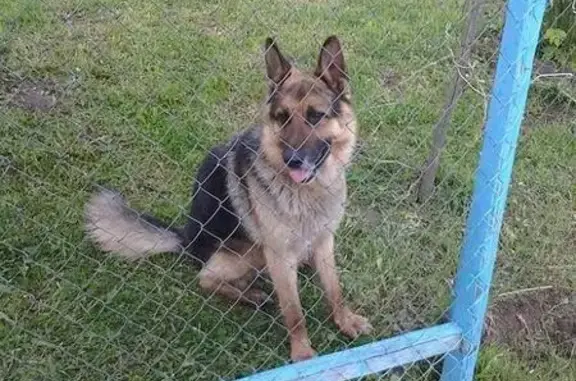 Найдена собака в Нерле, Тверская область