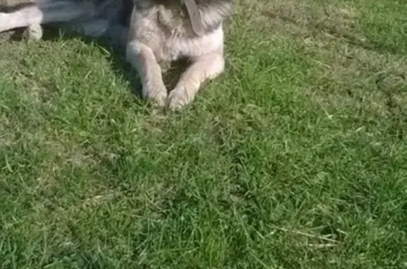 Пропала собака Лина в Иваново, район Авдотьино