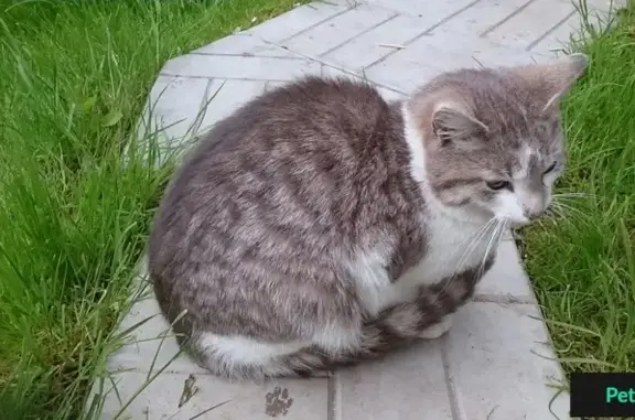Кошка без пальца найдена в Баранцевском СНТ