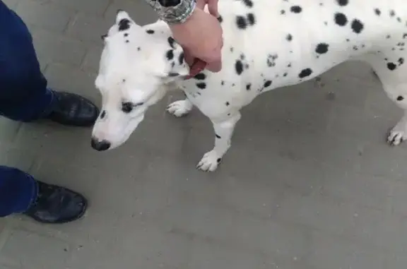 Собака с ошейником найдена в Новой Москве