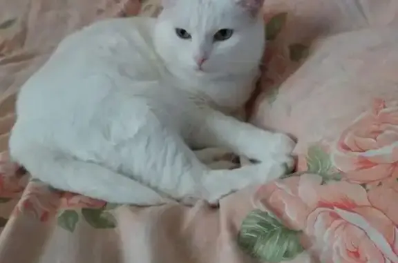 Пропала кошка Пьер в районе Михалковской и Матроса Железняка, Коптево.