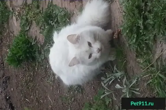 Найдена белая кошка в аэропорту Кольцово