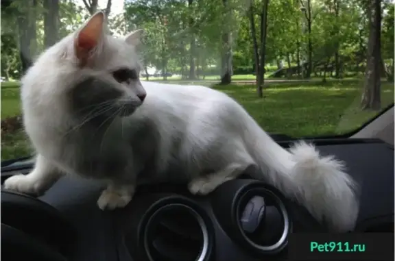 Найдена белая кошка на Симферопольском бульваре.