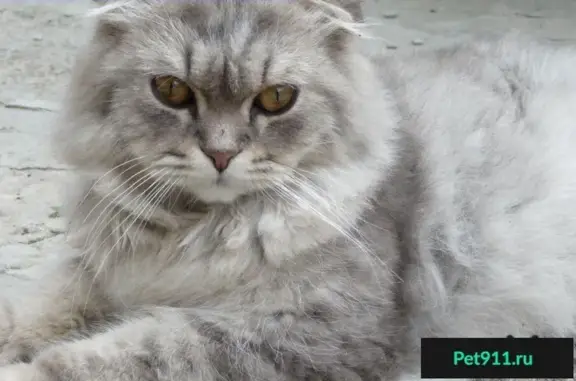 Найдена кошка в поселке Ангарский, Иркутская область
