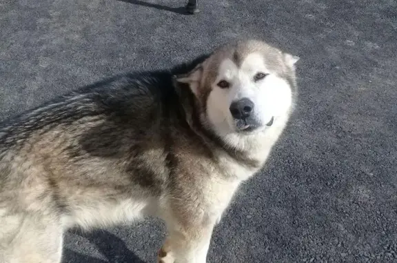 Пропала собака Маламут в Науке, Томск