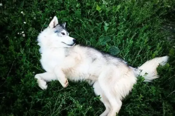 Пропала бело-серая собака в Константиново, Московская область.