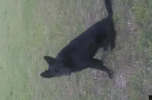 Черный кобель найден в парке Боевого Братства в СПб