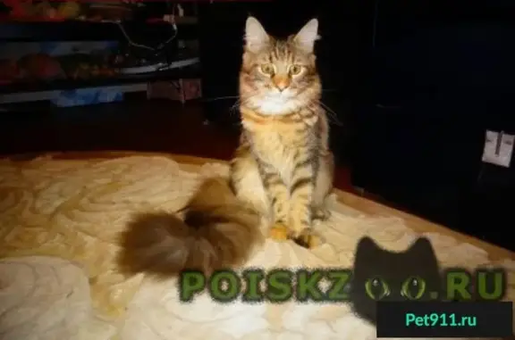 Кошки потеряшки, Боголюбовское, фото: Потеряшка кошка в Чириково, Суздальский район