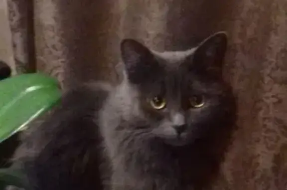 Кошки потеряшки, Земетчино, фото: Потеряшка кошка на ул. Челюскинцев, 9 - ищем Басю!