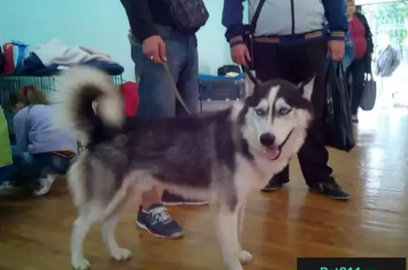 Пропала собака в Новосибирском районе, ищем свидетелей!