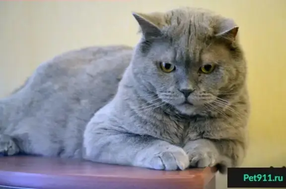 Кошки потеряшки, Новлянское, фото: Потеряшка кошка в СНТ 